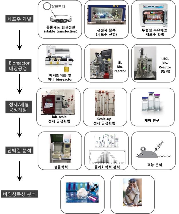 이미지: [재조합 단백질 개발의 개괄적인 과정 모식도]