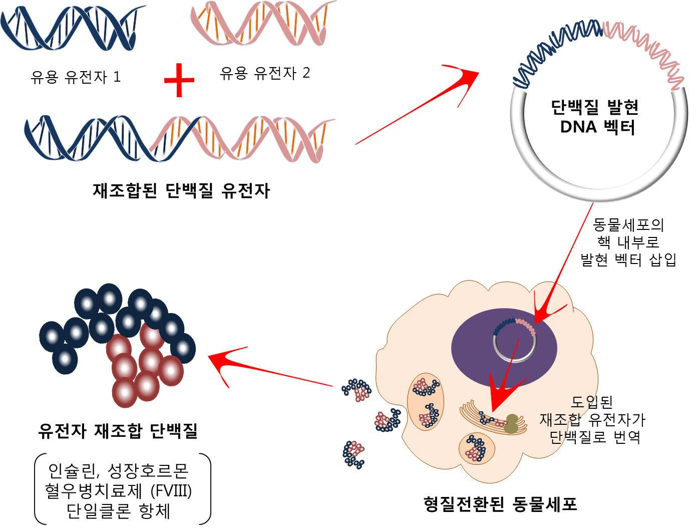 이미지: [재조합 단백질 의약품의 발현 과정]